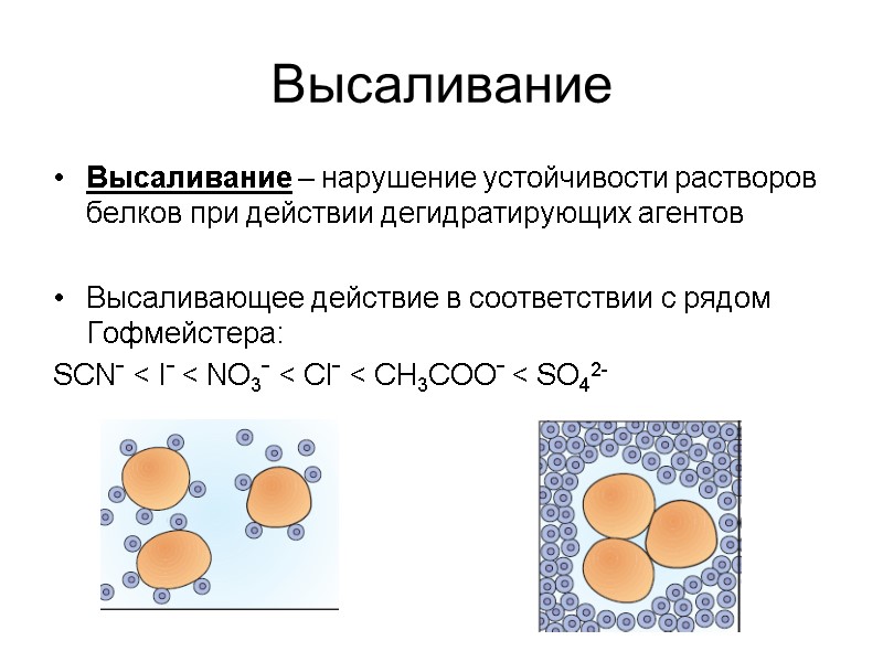 Высаливание Высаливание – нарушение устойчивости растворов белков при действии дегидратирующих агентов  Высаливающее действие